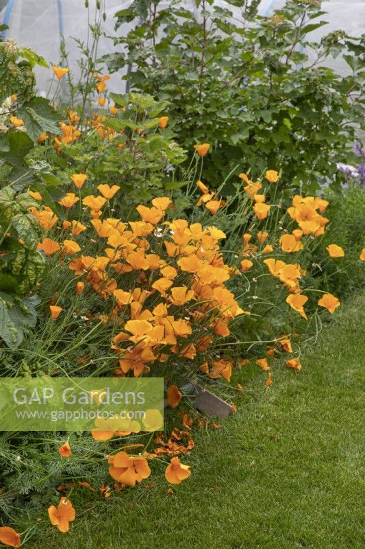 Easchscholzia californica at Garden Organic - June