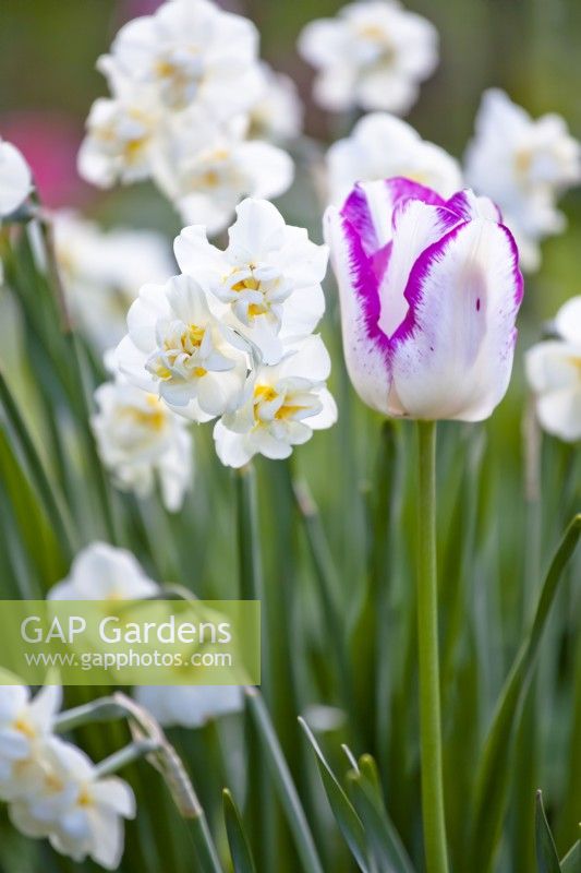 Tulipa 'Belicia' and narcissus ' Bridal Crown'.