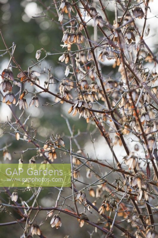 Acer griseum - Paperbark maple tree winged seeds