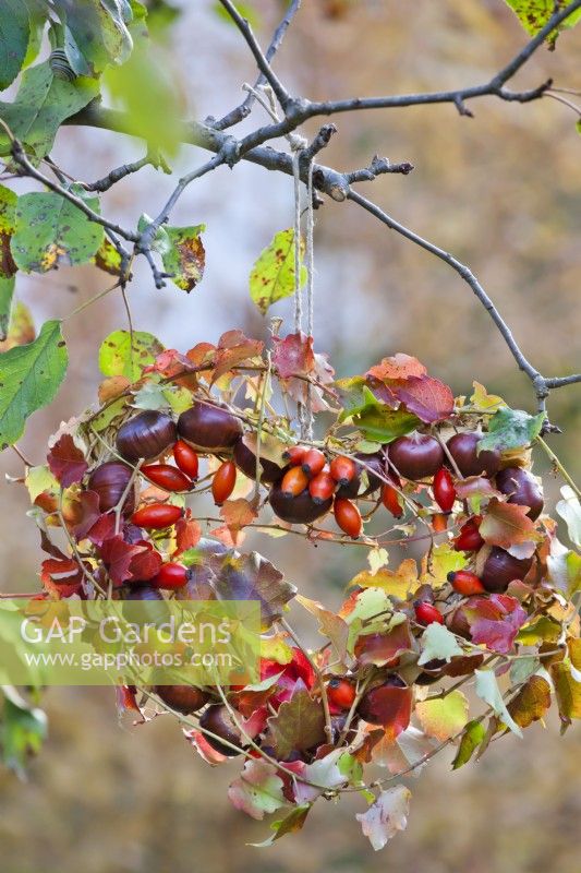 Heart shaped wreath made of horse chestnuts, rose hips and Boston ivy hanging from a tree.