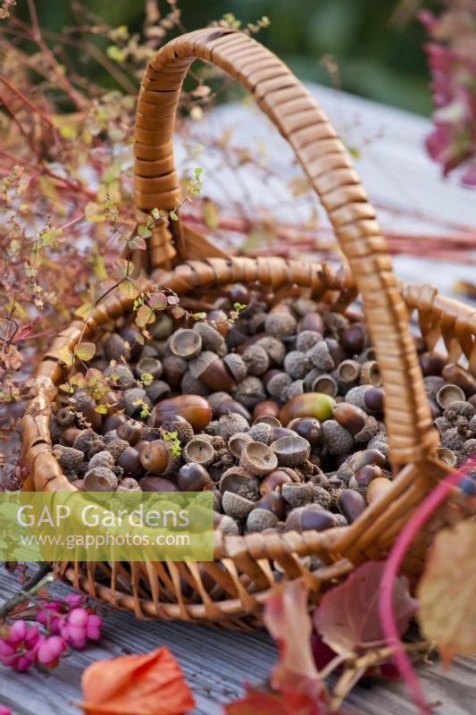 Basket with collected oak acorns.