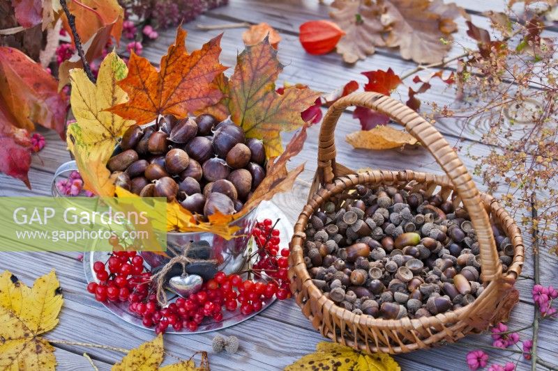 Basket with collected oak acorns and vase filled with chestnut and decorated with autumn foliage and guelder rose berries.