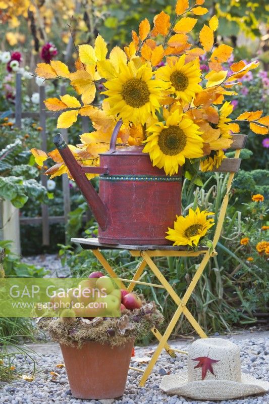 Sunflowers and hornbeam branches in a watering can and harvested apples.