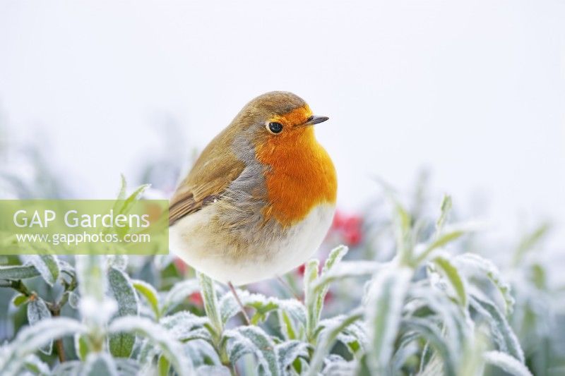 Erithacus rubecula - Robin perched on frost covered Spirea japonica - February