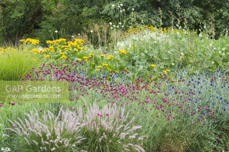 Herbaceous island bed with Pennisetum orientale - oriental fountain grass, Dianthus carthusianorum,  Echinops ritro - globethistle, Inula magnifica and Macleya  microcarpa 'Kelway's Coral Plume'. June