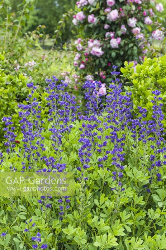 Baptisia australis - blue false indigo in a mixed border with Rosa 'Mortimer Sackler' syn. Rosa 'Ausorts' and now renamed Rosa 'Mary Delany'. June.