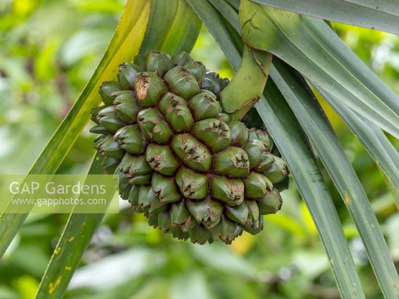 Fruits of Pandanus utilis - Common Screwpine or Pandan
Late February Canary Islands