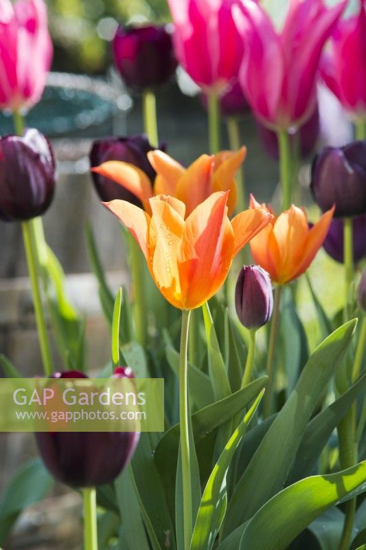 Tulipa 'Ballerina' with Queen of Night'and 'Mariette' - April.