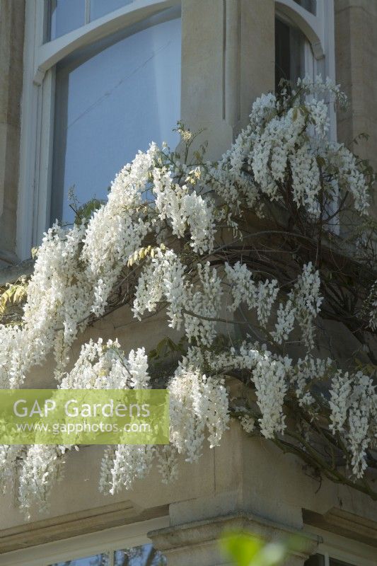 Wisteria sinensis alba - white Chinese wisteria - trained on Victorian house -  April.