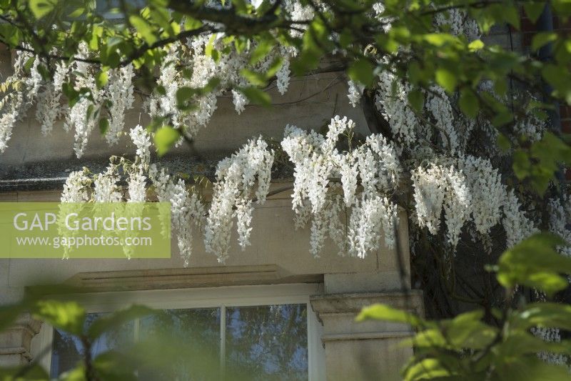 Wisteria sinensis alba - white Chinese wisteria - trained on Victorian house - April.