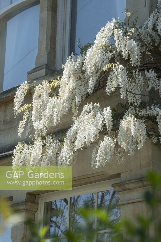 Wisteria sinensis alba - white Chinese wisteria - trained on Victorian house - April.