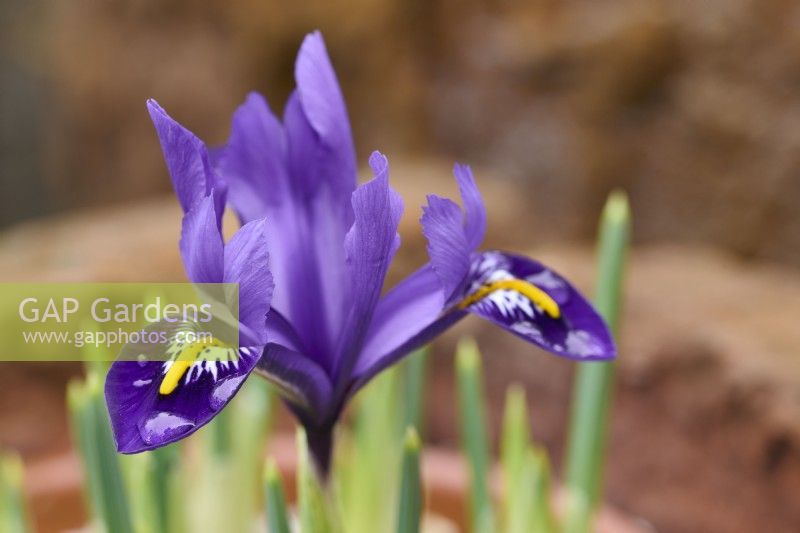Iris 'Purple Hill'