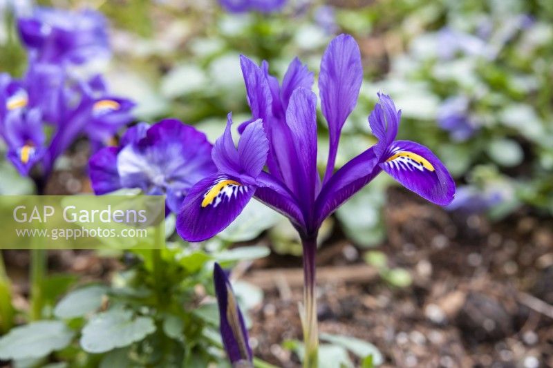 Iris reticulata 'Pixie' - February