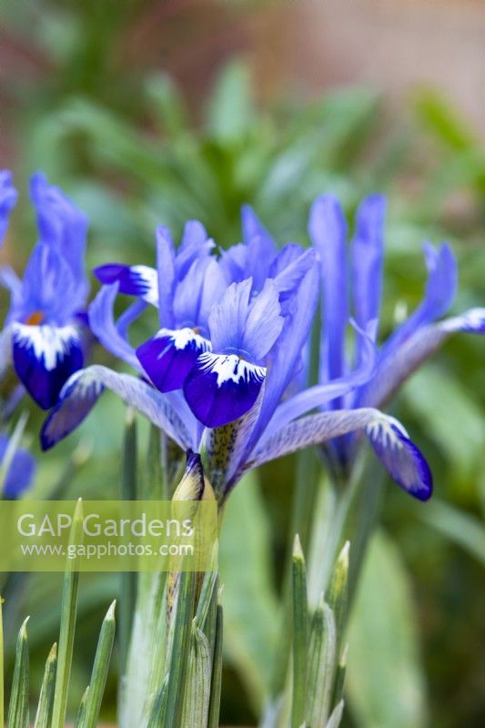 Iris reticulata 'Clairette' - February