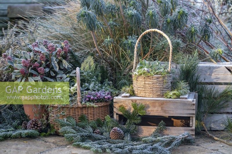 Winter display of Wicker basket containing moss, snowdrops and pinecones and another wicker basket containing Ivy, heather, Helleborus, Leylandii and fern with skimmia japonica in terracotta container