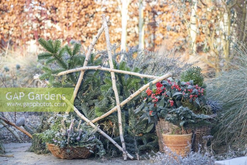 Winter display with large birch star, wicker basket containing heather, chamaecyparis, violas and pine sprigs with Skimmia japonica planted in a wicker container with small leylandii in terracotta pot