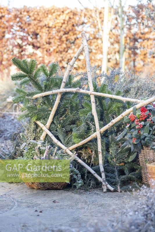 Winter display with large birch star and wicker basket containing heather, chamaecyparis, violas and pine sprigs