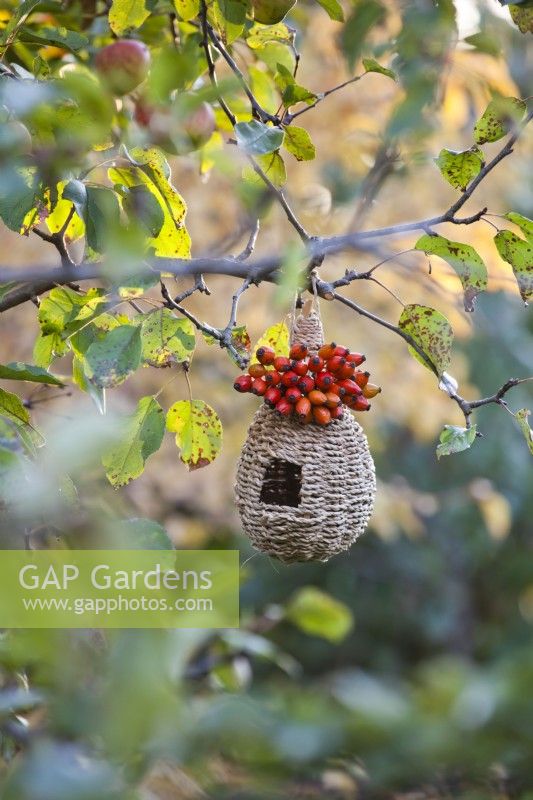 Woven bird nest with rose hips.