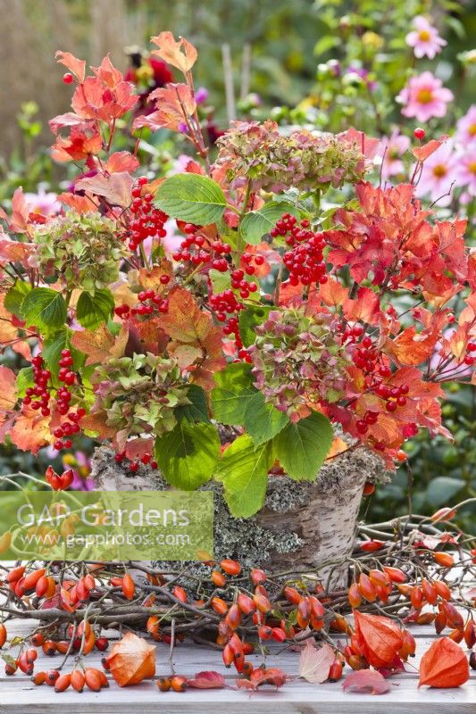 Bunch of guelder rose with berries and autumn foliage and hydrangea flowers in bark containers.