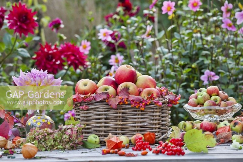 Autumnal table arrangement with harvested apples, dahlia and rose hips.