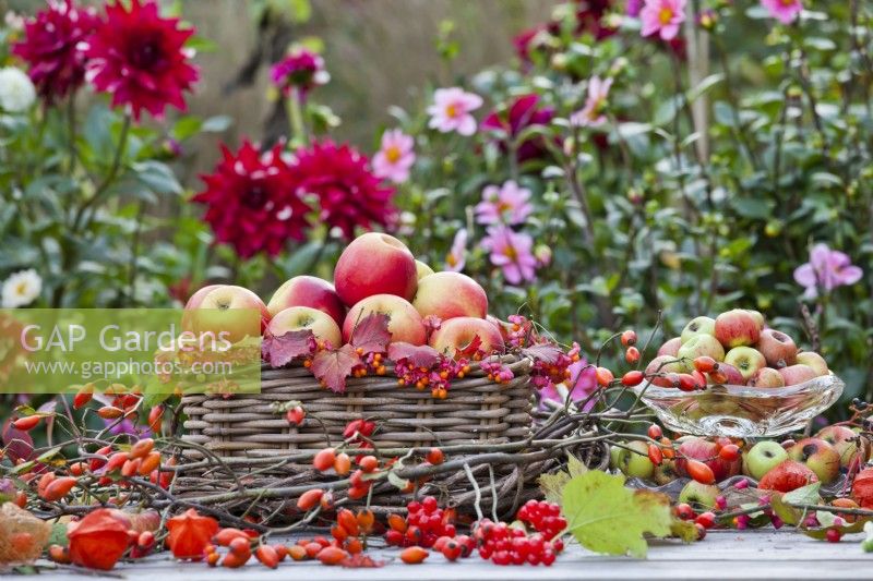 Autumnal table arrangement with harvested apples and rose hips.