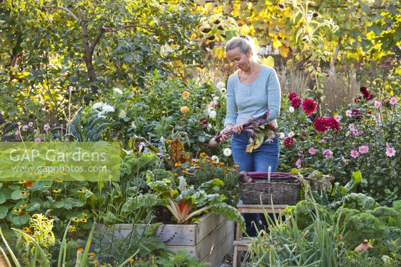 Woman harvesting beetroot from raised bed with mixed planting including vegetables and annual flowers - French marigold..