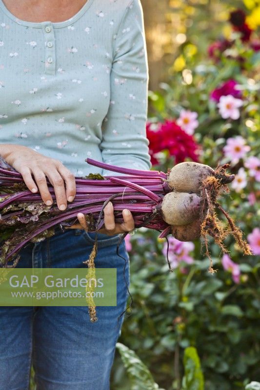 Woman holding harvested beetroots.