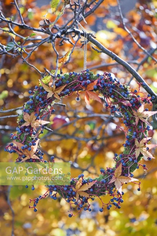 Wreath made from Boston ivy berries, moss and autumn foliage hanging from tree.