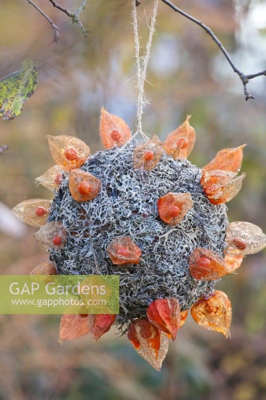 Decorative sphere made of chinese lanterns and lichens. hanging from tree.