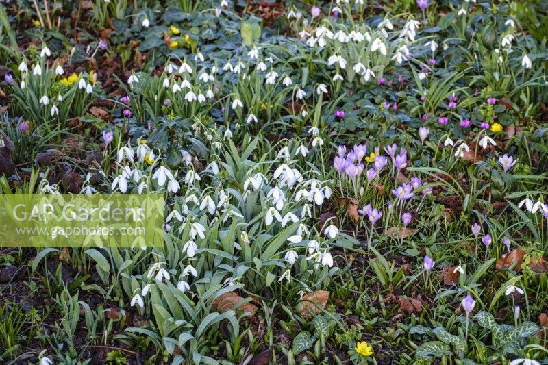 Carpet of spring bulbs with snowdrops, crocus and winter aconites