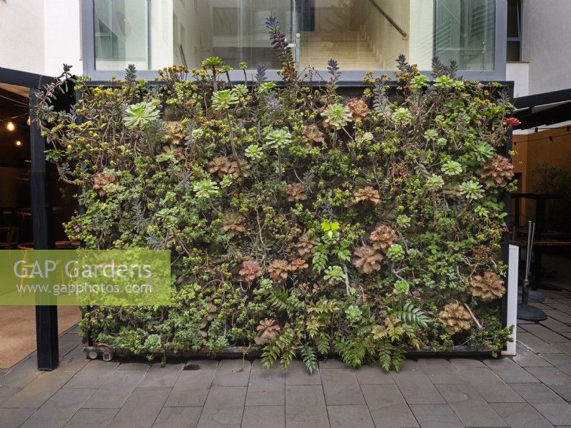 Living wall of succulents February Canary Islands