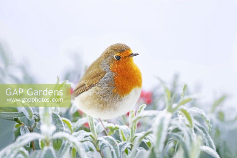 Robin - Erithacus rubecula  pearched on frost covered Spirea japonica - February