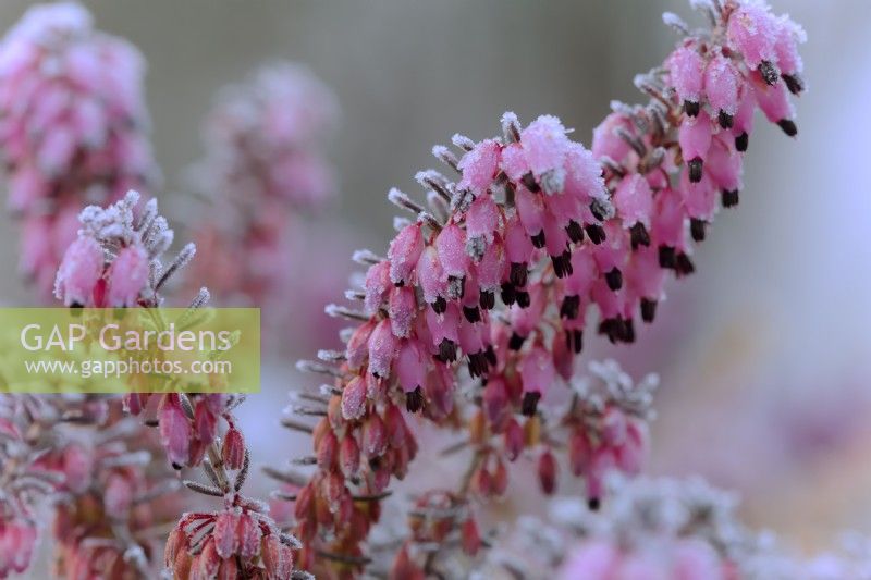 Erica x darleyensis 'Pink Harmony' - Winter flowering heather with hoar frost