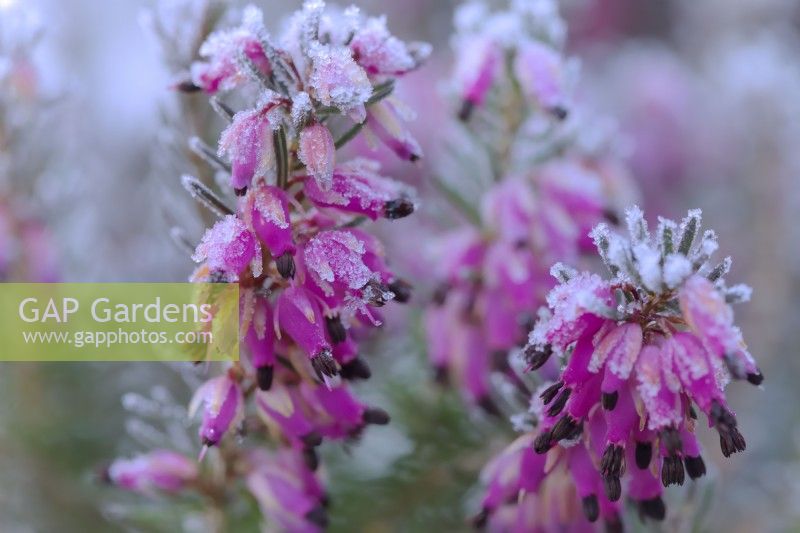 Erica carnea 'Eva'  - Winter flowering heather with hoar frost