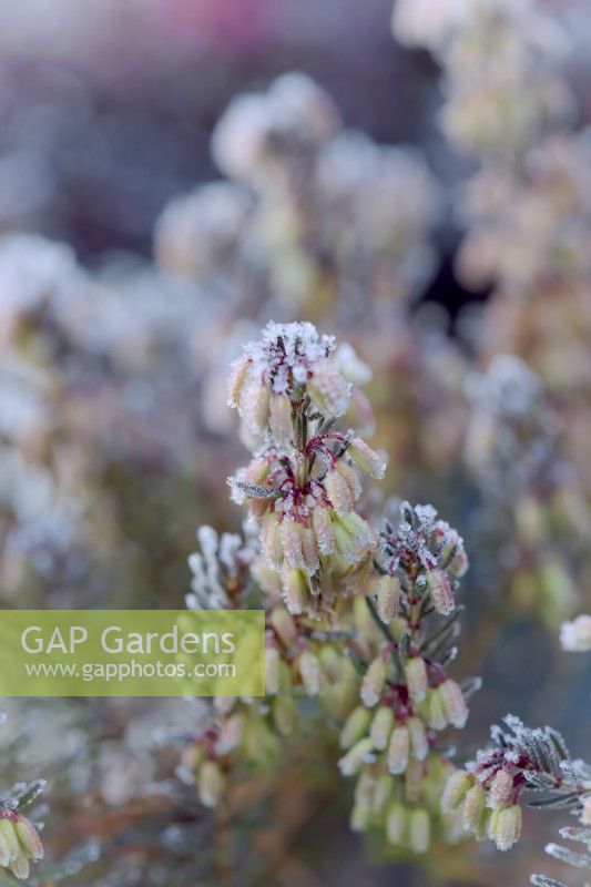 Erica carnea 'Weisse March Seedling'  - Winter flowering heather in bud with hoar frost