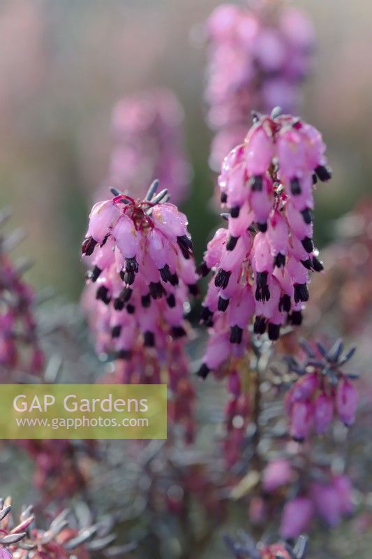 Erica x darleyensis 'Pink Harmony'  - Winter flowering heather