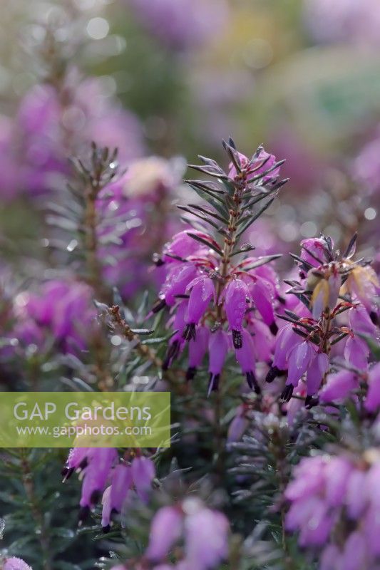 Erica carnea 'Lohses Rubin'  - Winter flowering heather