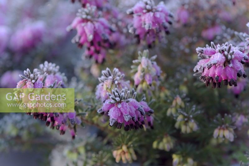 Erica x darleyensis 'Alice'  - Winter flowering heather with hoar frost