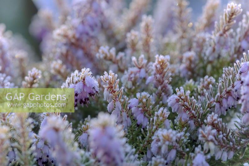 Erica x darleyensis 'Moonshine'  - Winter flowering heather with hoar frost
