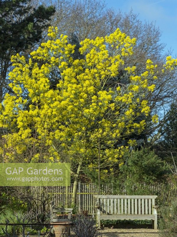 Acacia dealbata - Mimosa Mid March Norfolk