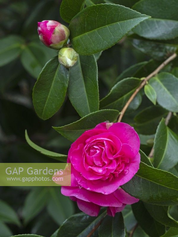 Camellia x williamsii 'Debbie' late march Norfolk