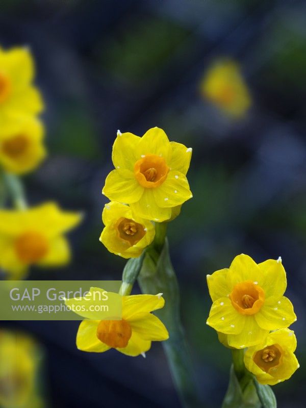 Narcissus tazetta Grand Soleil d'Or