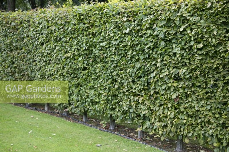 Clipped fagus sylvatica hedge at The Burrows Gardens, Derbyshire, in August