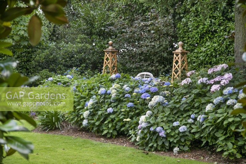 Hydrangeas at The Burrows Gardens, Derbyshire, in August