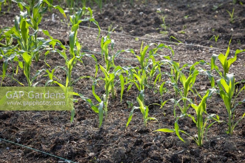 Newly planted mulched bed of Sweetcorn 'Zea Mays'.