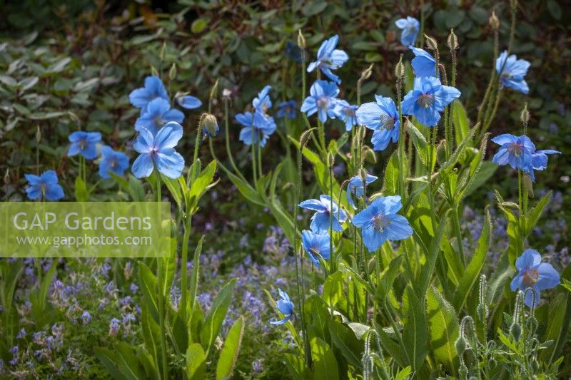 Meconopsis Fertile Blue Group 'Lingholm' syn. Meconopsis betonicifolia 'Lingholm', Meconopsis Ã— sheldonii 'Corrennie', Meconopsis Ã— sheldonii 'Blue Ice', Meconopsis grandis - Himalayan Blue Poppy