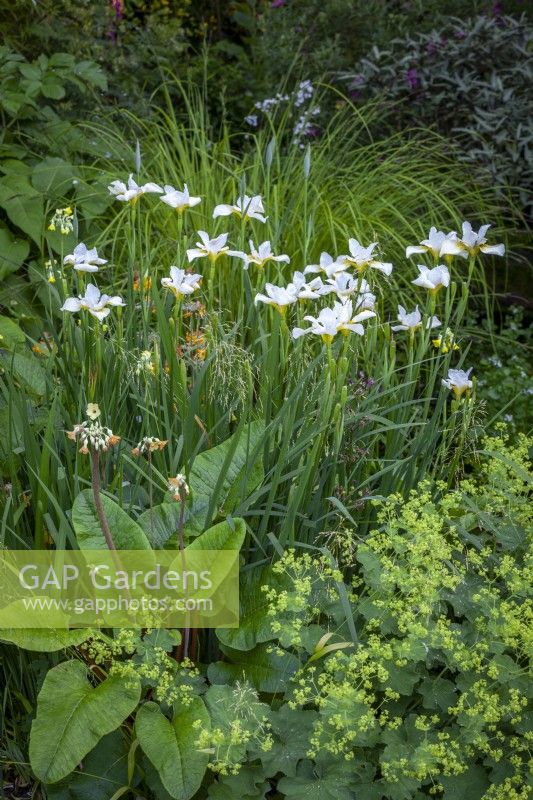 Iris 'Sibirica Alba' and Primula florindae copper-flowered form with Alchemilla mollis and Carex elata 'Aurea'