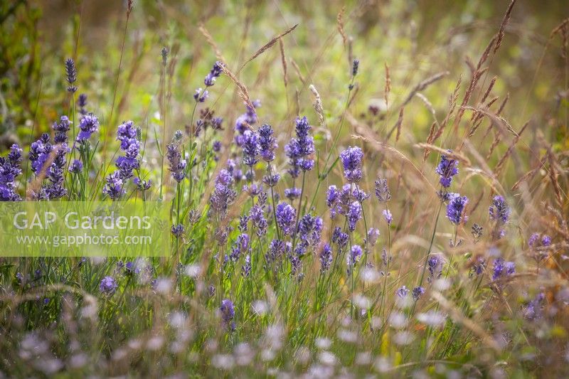 Lavandula angustifolia 'Munstead' - English Lavender - amongst grasses