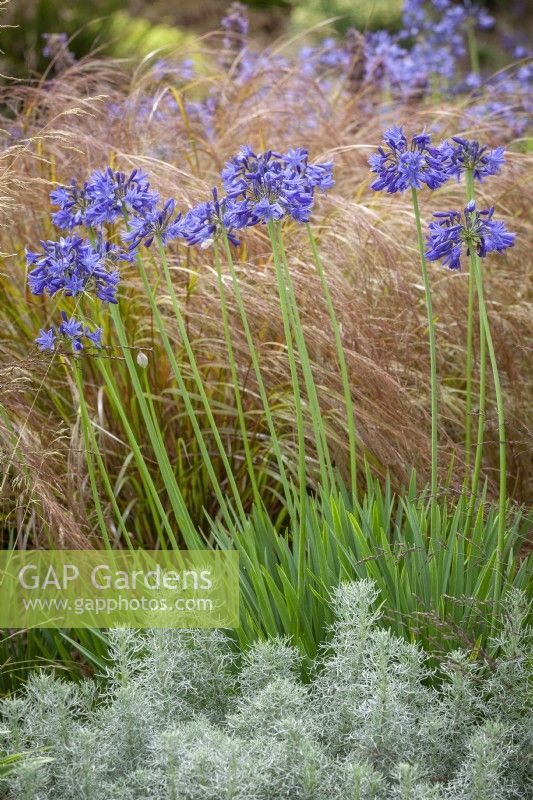 Agapanthus 'Clarence House' in front of Anemanthele lessoniana AGM syn. Stipa arundinacea - New Zealand Wind Grass