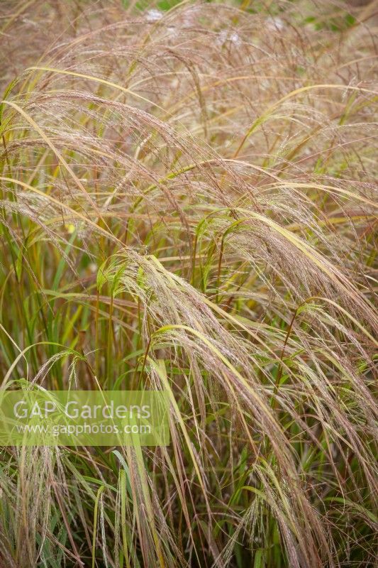 Anemanthele lessoniana AGM syn. Stipa arundinacea - New Zealand Wind Grass